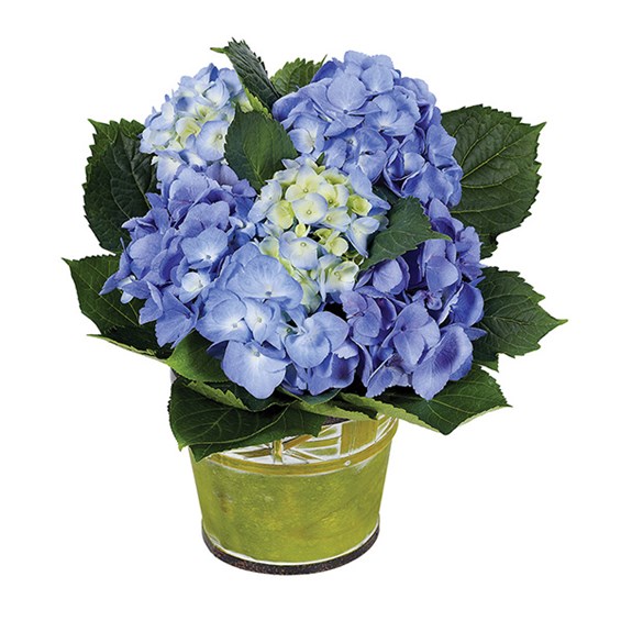 BLUE HYDRANGEA PLANT  1800Flowers Alhambra
